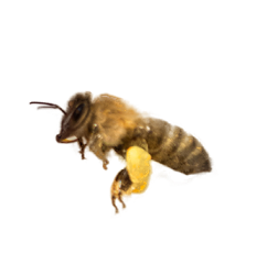 Bite