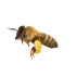 Bite